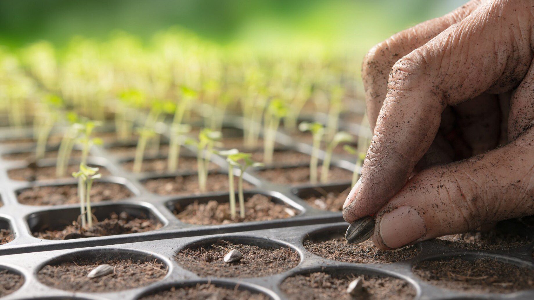 content_seeding